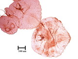 中文種名:橄欖片盾介殼蟲學名:Parlatoria oleae (Colvee, 1880)