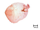 中文種名:橄欖片盾介殼蟲學名:Parlatoria oleae (Colvee, 1880)