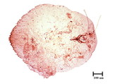 中文種名:橄欖片盾介殼蟲學名:Parlatoria oleae (Colvee, 1880)