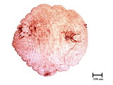 中文種名:橄欖片盾介殼蟲學名:Parlatoria oleae (Colvee, 1880)