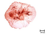 中文種名:糠片盾介殼蟲學名:Parlatoria pergandeii Comstock, 1881