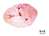 中文種名:糠片盾介殼蟲學名:Parlatoria pergandeii Comstock, 1881