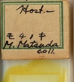 中文種名:糠片盾介殼蟲學名:Parlatoria pergandeii Comstock, 1881