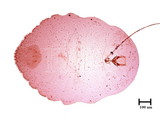 中文種名:糠片盾介殼蟲學名:Parlatoria pergandeii Comstock, 1881