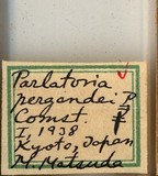 中文種名:糠片盾介殼蟲學名:Parlatoria pergandeii Comstock, 1881