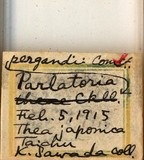 中文種名:糠片盾介殼蟲學名:Parlatoria pergandeii Comstock, 1881