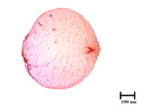 中文種名:糠片盾介殼蟲學名:Parlatoria pergandeii Comstock, 1881