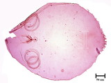 中文種名:黃片盾介殼蟲學名:Parlatoria proteus (Curtis, 1843)