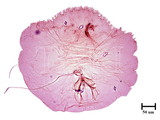 中文種名:黃片盾介殼蟲學名:Parlatoria proteus (Curtis, 1843)