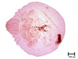 中文種名:黃片盾介殼蟲學名:Parlatoria proteus (Curtis, 1843)