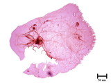 中文種名:黃片盾介殼蟲學名:Parlatoria proteus (Curtis, 1843)