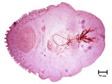 中文種名:黃片盾介殼蟲學名:Parlatoria proteus (Curtis, 1843)