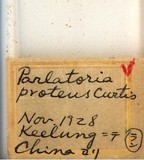 中文種名:黃片盾介殼蟲學名:Parlatoria proteus (Curtis, 1843)