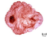 中文種名:黃片盾介殼蟲學名:Parlatoria proteus (Curtis, 1843)