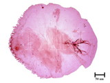 中文種名:黃片盾介殼蟲學名:Parlatoria proteus (Curtis, 1843)