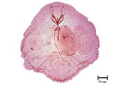 中文種名:黃片盾介殼蟲學名:Parlatoria proteus (Curtis, 1843)