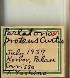 中文種名:黃片盾介殼蟲學名:Parlatoria proteus (Curtis, 1843)