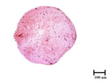 中文種名:黃片盾介殼蟲學名:Parlatoria proteus (Curtis, 1843)