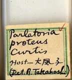 中文種名:黃片盾介殼蟲學名:Parlatoria proteus (Curtis, 1843)