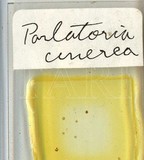 中文種名:灰片盾介殼蟲學名:Parlatoria cinerea Hadden in Doane & Hadden, 1909