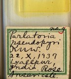 中文種名:灰片盾介殼蟲學名:Parlatoria cinerea Hadden in Doane & Hadden, 1909