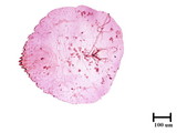 中文種名:梨華盾介殼蟲學名:Parlatoreopsis pyri (Marlatt,1908)俗名:梨星片盾介殼蟲