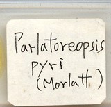 中文種名:梨華盾介殼蟲學名:Parlatoreopsis pyri (Marlatt,1908)俗名:梨星片盾介殼蟲