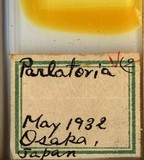 學名:Parlatoria sp.