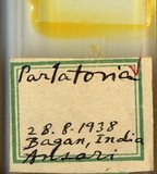 學名:Parlatoria sp.