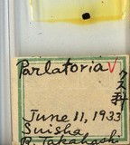 學名:Parlatoria sp.