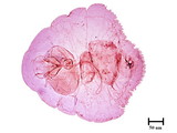 學名:Parlatoria sp.