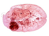 學名:Parlatoria sp.