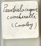 中文種名:椰子擬輪盾介殼蟲學名:Pseudaulacaspis cockerelli (Cooley, 1897)