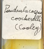 中文種名:椰子擬輪盾介殼蟲學名:Pseudaulacaspis cockerelli (Cooley, 1897)