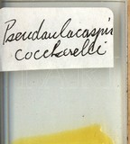 中文種名:椰子擬輪盾介殼蟲學名:Pseudaulacaspis cockerelli (Cooley, 1897)