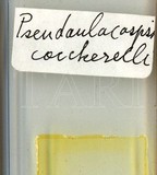 中文種名:椰子擬輪盾介殼蟲學名:Pseudaulacaspis cockerelli (Cooley, 1897)