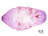 中文種名:椰子擬輪盾介殼蟲學名:Pseudaulacaspis cockerelli (Cooley, 1897)