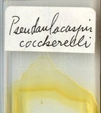 中文種名:椰子擬輪盾介殼蟲學名:Pseudaulacaspis cockerelli (Cooley, 1897)