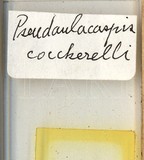 中文種名:椰子擬輪盾介殼蟲學名:Pseudaulacaspis cockerelli (Cooley, 1897)