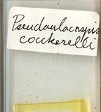中文種名:椰子擬輪盾介殼蟲學名:Pseudaulacaspis cockerelli (Cooley, 1897)