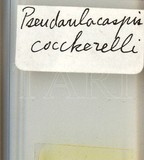 中文種名:椰子擬輪盾介殼蟲學名:Pseudaulacaspis cockerelli (Cooley, 1897)