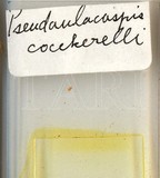 中文種名:椰子擬輪盾介殼蟲學名:Pseudaulacaspis cockerelli (Cooley, 1897)