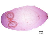 中文種名:椰子擬輪盾介殼蟲學名:Pseudaulacaspis cockerelli (Cooley, 1897)