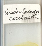 中文種名:椰子擬輪盾介殼蟲學名:Pseudaulacaspis cockerelli (Cooley, 1897)