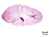 中文種名:椰子擬輪盾介殼蟲學名:Pseudaulacaspis cockerelli (Cooley, 1897)