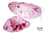 中文種名:椰子擬輪盾介殼蟲學名:Pseudaulacaspis cockerelli (Cooley, 1897)