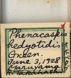 學名:Aulacaspis hedyotidis (Green, 1899)