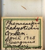 學名:Aulacaspis hedyotidis (Green, 1899)