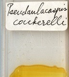 學名:Pseudaulacaspis eugeniae (Maskell, 1892)