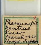 中文種名:分瓣臀凹盾介殼蟲學名:Pseudaulacaspis kentiae (Kuwana, 1931)